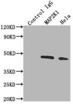 MEK1 Antibody (3F10), Novus Biologicals 100 &mu;L; Unconjugated:Antibodies,