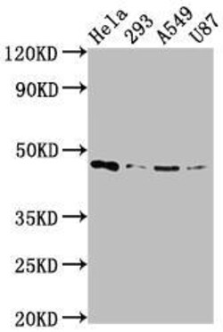 MEK1 Antibody (3F10), Novus Biologicals 100 &mu;L; Unconjugated:Antibodies,