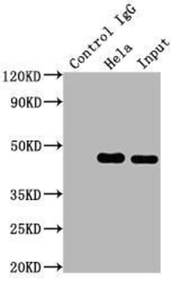 MEK1 Antibody (9B6), Novus Biologicals:Antibodies:Primary Antibodies