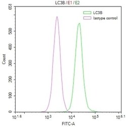 LC3B Antibody (7D11), Novus Biologicals:Antibodies:Primary Antibodies