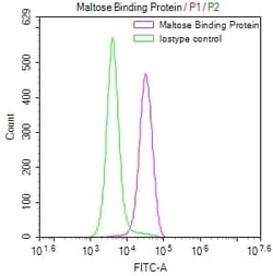 Maltose Binding Protein Antibody (10F2), Novus Biologicals:Antibodies:Primary