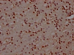 MAD2L2 Antibody (4D8), Novus Biologicals 50 &mu;L; Unconjugated:Antibodies,