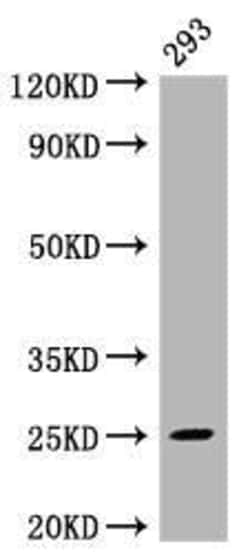 MAD2L2 Antibody (4D8), Novus Biologicals 50 &mu;L; Unconjugated:Antibodies,