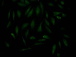 MAD2L2 Antibody (4D8), Novus Biologicals 50 &mu;L; Unconjugated:Antibodies,
