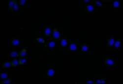 LYVE-1 Antibody (11C11), Novus Biologicals 50 &mu;L; Unconjugated:Antibodies,