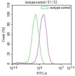 LRP2 Antibody (10B5), Novus Biologicals:Antibodies:Primary Antibodies