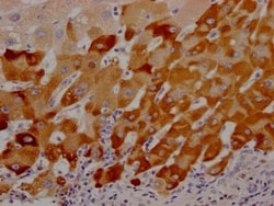 LRG1 Antibody (7A1), Novus Biologicals 100 &mu;L; Unconjugated:Antibodies,