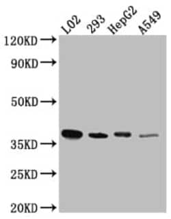 LRG1 Antibody (7A1), Novus Biologicals 100 &mu;L; Unconjugated:Antibodies,
