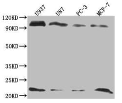 LMO2 Antibody (9H9), Novus Biologicals 50 &mu;L; Unconjugated:Antibodies,