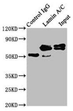 Lamin A + C Antibody (4H7), Novus Biologicals:Antibodies:Primary Antibodies
