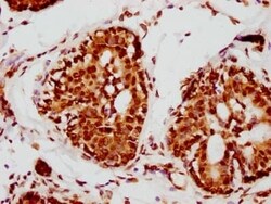 Lamin A + C Antibody (4H7), Novus Biologicals:Antibodies:Primary Antibodies