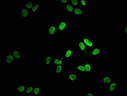 Lamin A + C Antibody (4H7), Novus Biologicals:Antibodies:Primary Antibodies