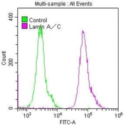 Lamin A + C Antibody (4H7), Novus Biologicals:Antibodies:Primary Antibodies