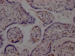 DNA Ligase I Antibody (7B2), Novus Biologicals:Antibodies:Primary Antibodies