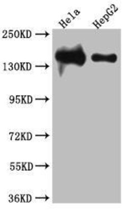 DNA Ligase I Antibody (7B2), Novus Biologicals:Antibodies:Primary Antibodies