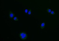 Lgr6 Antibody (15G3), Novus Biologicals:Antibodies:Primary Antibodies