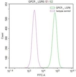 Lgr6 Antibody (15G3), Novus Biologicals:Antibodies:Primary Antibodies