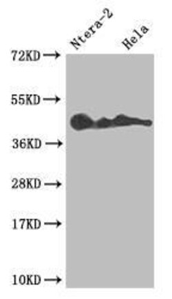 Lefty-A Antibody (10G2), Novus Biologicals:Antibodies:Primary Antibodies