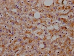 LDLR Antibody (2B10), Novus Biologicals 50 &mu;L; Unconjugated:Antibodies,