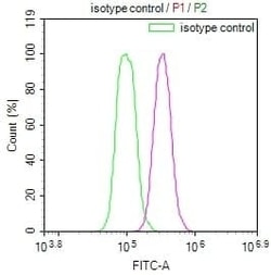 Lactate Dehydrogenase C Antibody (9F2), Novus Biologicals 50 &mu;L; Unconjugated:Antibodies,