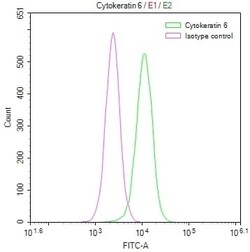 Cytokeratin 6a Antibody (21E2), Novus Biologicals:Antibodies:Primary Antibodies
