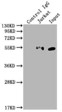 KLF4 Antibody (3A1), Novus Biologicals:Antibodies:Primary Antibodies