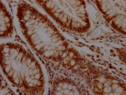 KLF4 Antibody (3A1), Novus Biologicals:Antibodies:Primary Antibodies