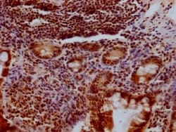 KLF4 Antibody (3A1), Novus Biologicals:Antibodies:Primary Antibodies