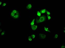 KLF4 Antibody (3A1), Novus Biologicals:Antibodies:Primary Antibodies