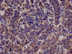 KIFAP3 Antibody (28E9), Novus Biologicals:Antibodies:Primary Antibodies