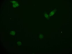 KIFAP3 Antibody (28E9), Novus Biologicals:Antibodies:Primary Antibodies