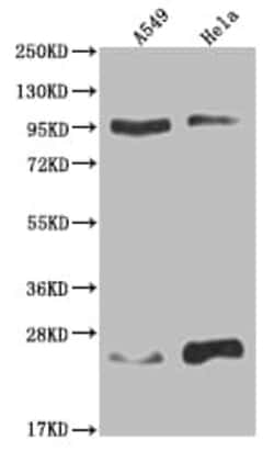 AOF1 Antibody (15F3), Novus Biologicals 100 &mu;L; Unconjugated:Antibodies,