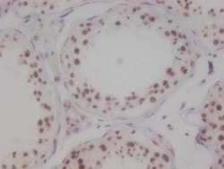 MYST1 Antibody (7E11), Novus Biologicals 50 &mu;L; Unconjugated:Antibodies,