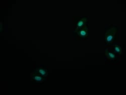 MYST1 Antibody (7E11), Novus Biologicals 50 &mu;L; Unconjugated:Antibodies,