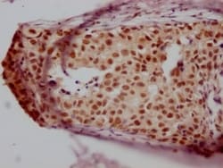 JunB/AP-1 Antibody (5H4), Novus Biologicals 100 &mu;L; Unconjugated:Antibodies,