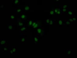 JunB/AP-1 Antibody (5H4), Novus Biologicals 100 &mu;L; Unconjugated:Antibodies,