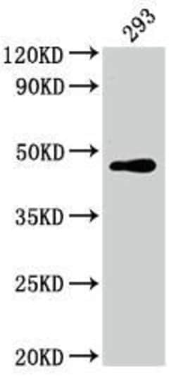 c-jun Antibody (10D4), Novus Biologicals 50 &mu;L | Buy Online | Novus Biologicals | Fisher Scientific