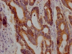 Jak1 Antibody (7A5), Novus Biologicals 100 &mu;L; Unconjugated:Antibodies,
