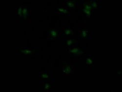 Insulin R/CD220 Antibody (4B2), Novus Biologicals 50 &mu;L; Unconjugated:Antibodies,