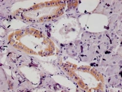 ISG15/UCRP Antibody (16D8), Novus Biologicals:Antibodies:Primary Antibodies