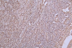 INMT Antibody (31G7), Novus Biologicals:Antibodies:Primary Antibodies