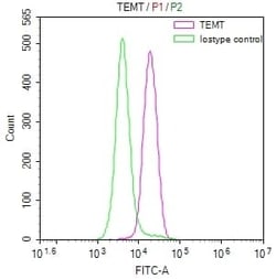 INMT Antibody (31G7), Novus Biologicals:Antibodies:Primary Antibodies