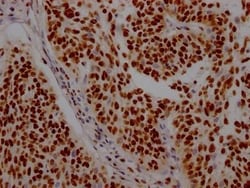ILF3 Antibody (7H8), Novus Biologicals:Antibodies:Primary Antibodies