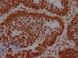 ILF3 Antibody (7H8), Novus Biologicals:Antibodies:Primary Antibodies