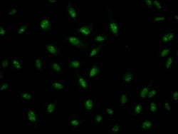 ILF3 Antibody (7H8), Novus Biologicals:Antibodies:Primary Antibodies