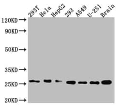 ID1 Antibody (2C7), Novus Biologicals:Antibodies:Primary Antibodies