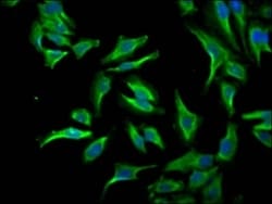ID1 Antibody (2C7), Novus Biologicals:Antibodies:Primary Antibodies