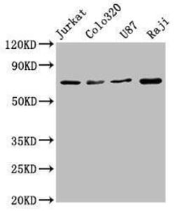 HSPA8/HSC71/Hsc70 Antibody (3G10), Novus Biologicals:Antibodies:Primary
