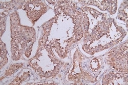 HSP90 beta Antibody (7F4), Novus Biologicals 50 &mu;L; Unconjugated:Antibodies,