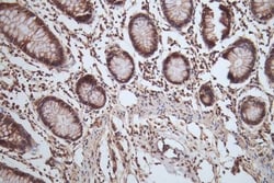 HSP90 beta Antibody (7G7), Novus Biologicals:Antibodies:Primary Antibodies